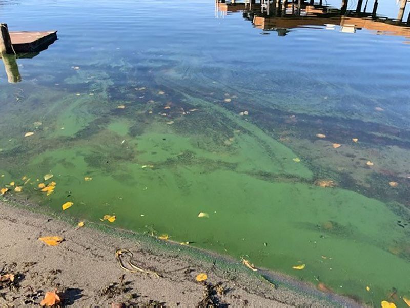 Lake Washington (Seattle Area)