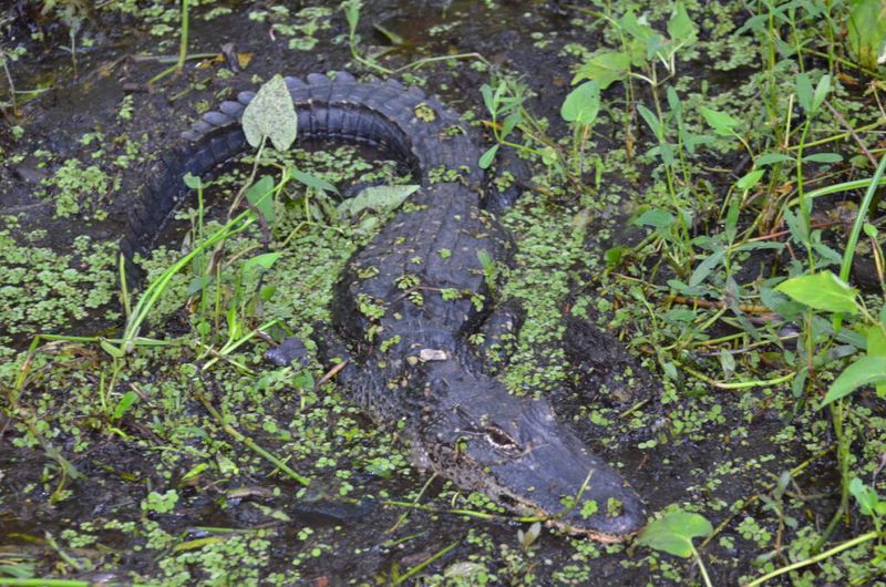 Feeding Wild Alligators