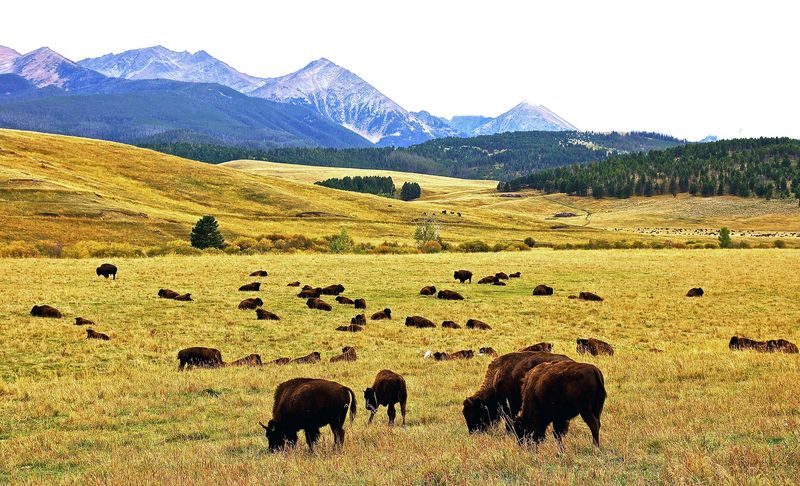 Sourcing that respects the animal