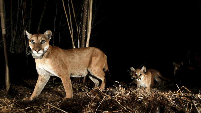 Wildlife Encounters and Environmental Hazards