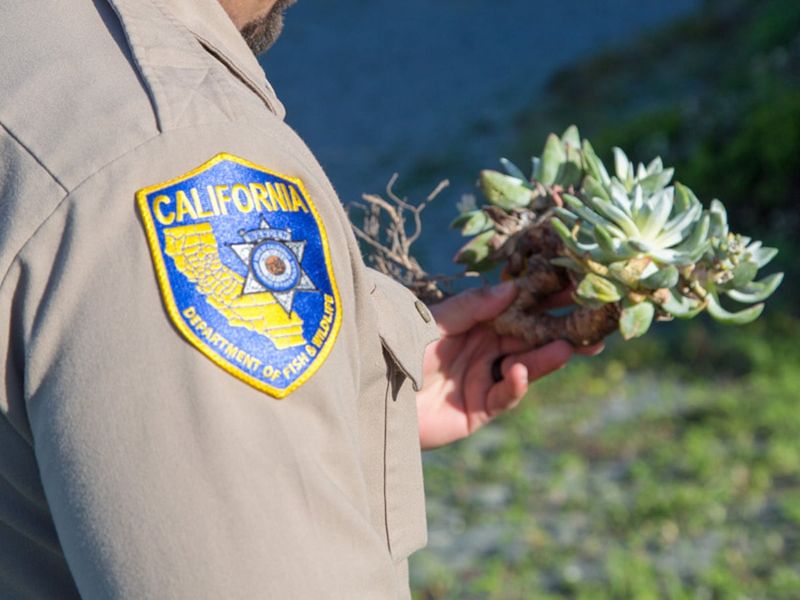 The Rise Of Plant Theft For Collections