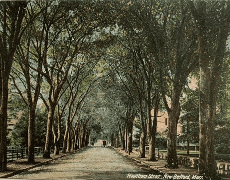 Tangling In Mature, Protected Trees
