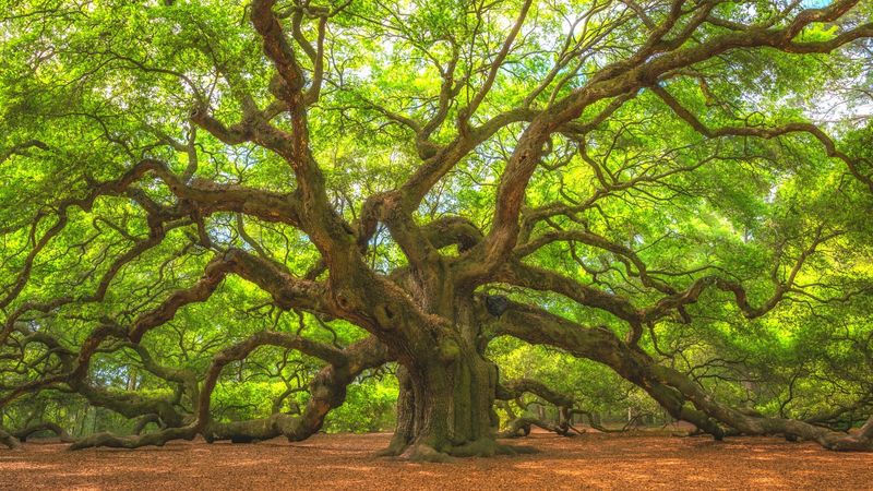 The Enigmatic Angel Oak Tree
