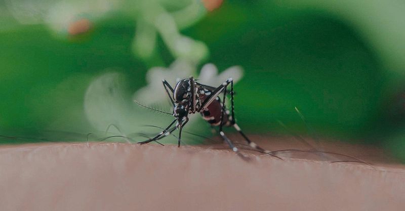 Mosquitoes And Black Flies Attack