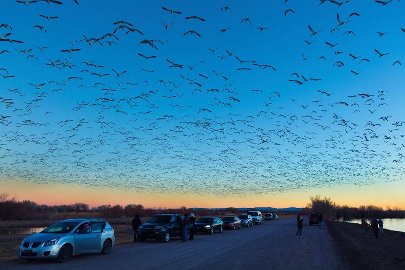 Disturbed Wildlife at Bosque del Apache Wildlife Refuge