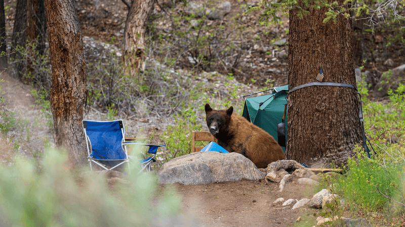 Wildlife Habituation and Death
