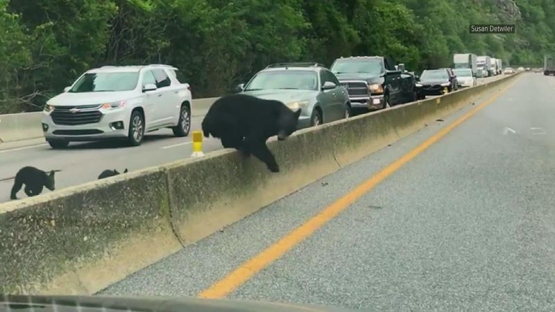 The Future of Tennessee's Roadkill Law