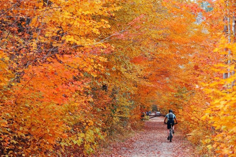 Fall Foliage