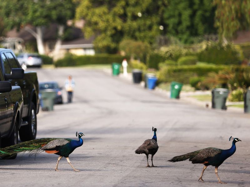 Peacocks Rule the Road in Arcadia