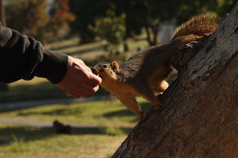 Feeding wildlife at beaches and parks