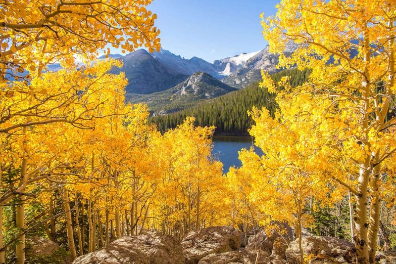 Autumn's Aspen Gold Rush