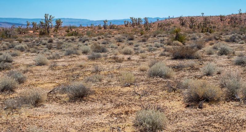 Environmental Damage and Ecosystem Fragility