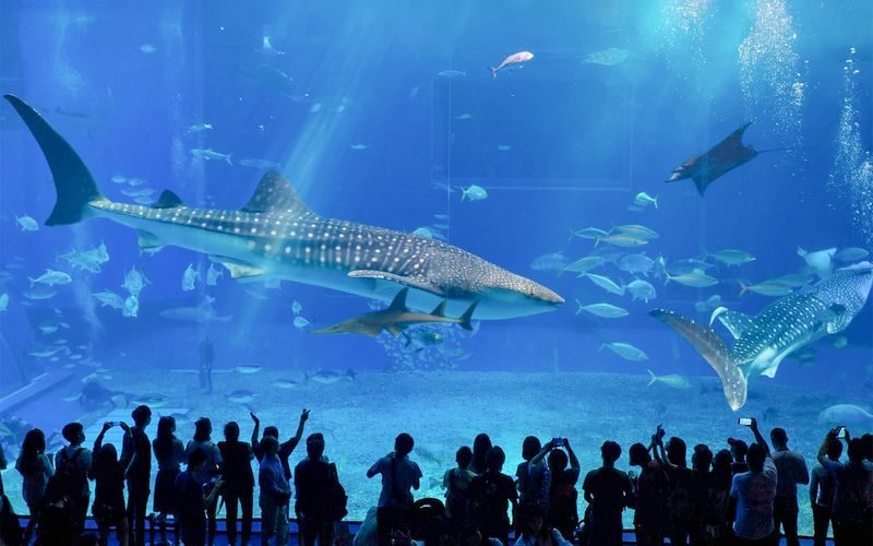The Georgia Aquarium