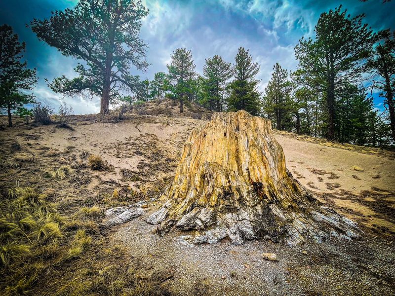 Florissant Fossil Beds National Monument: Grasslands and Research Value