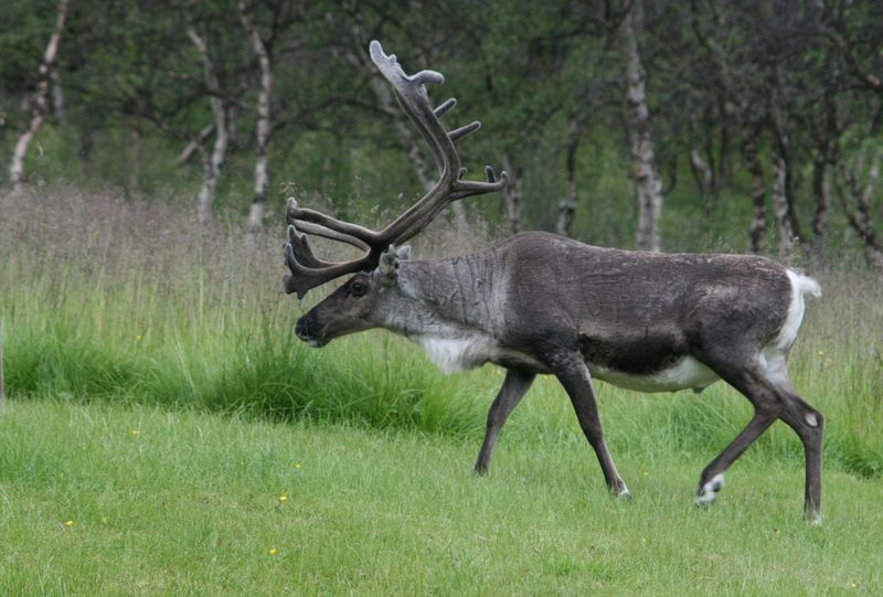 See Live Reindeer