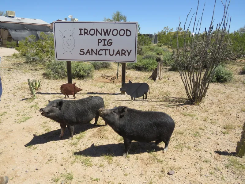 Feeding Garbage to Pigs Without a Permit is Prohibited