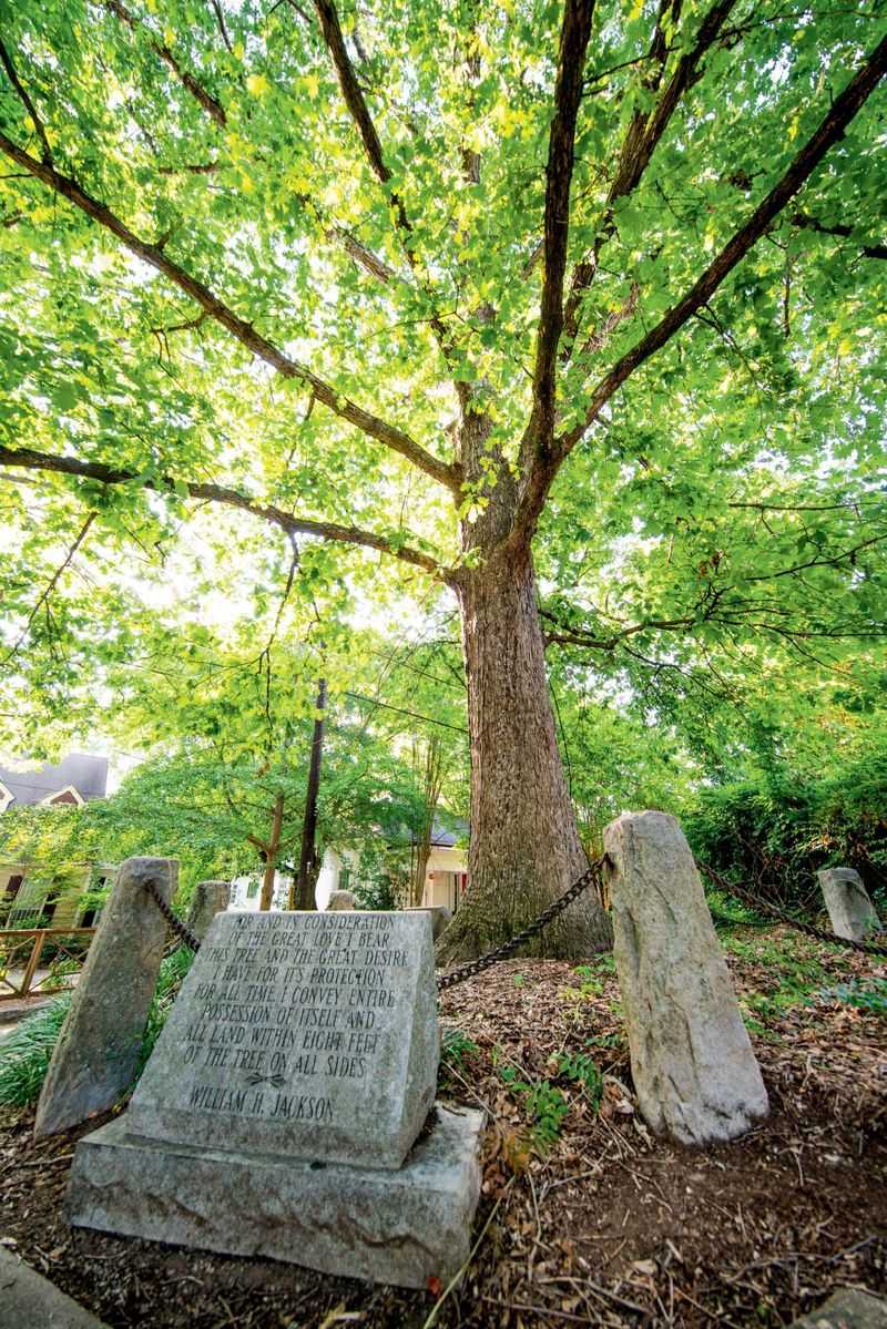 Athens – The Tree That Owns Itself