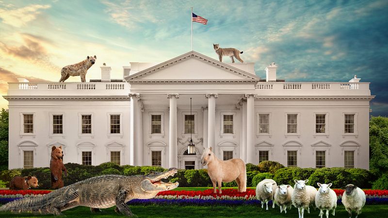 Alligators in the White House