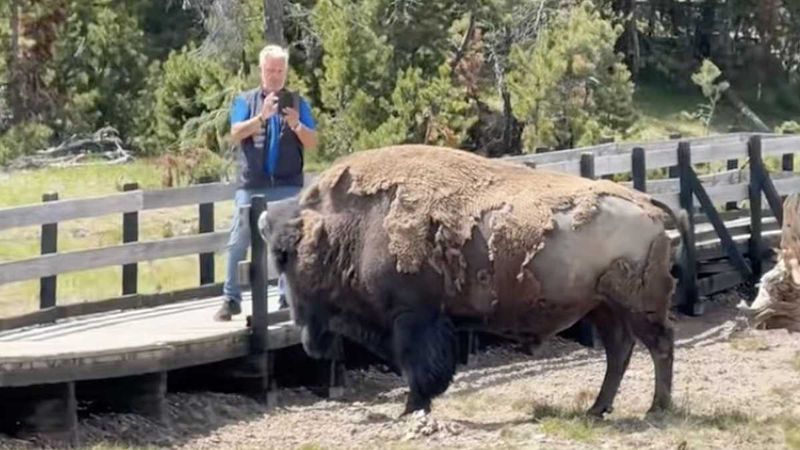 Getting Too Close to Wildlife