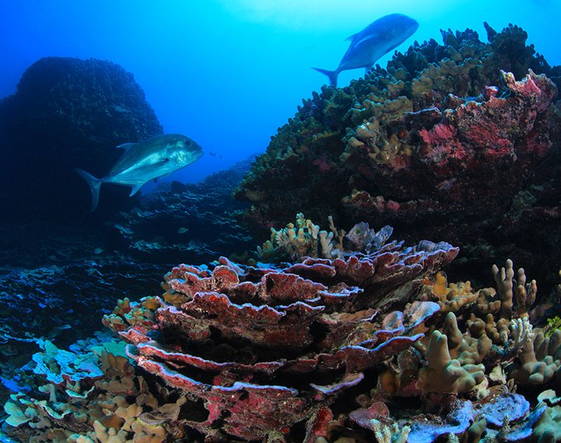 Overfishing Disrupts Reef Balance
