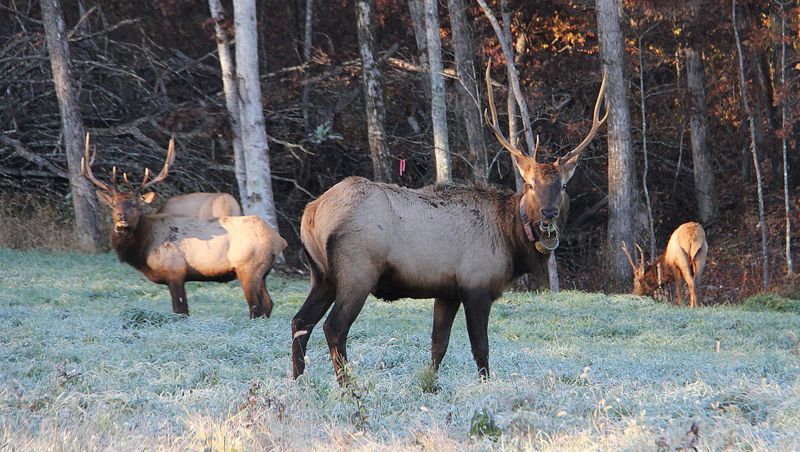 Peck Ranch Elk Viewing Area