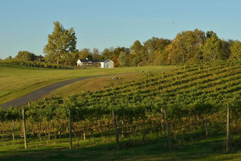 Indulge in Virginia Wine Country