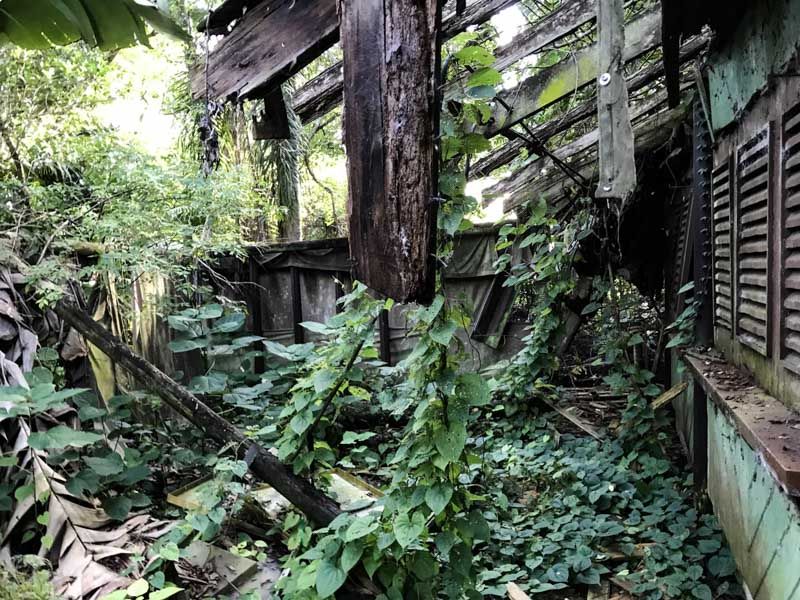 Discovery Island: Disney's Abandoned Wildlife Sanctuary