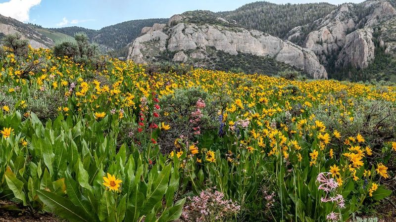 Trampling wildflowers at Mount Charleston