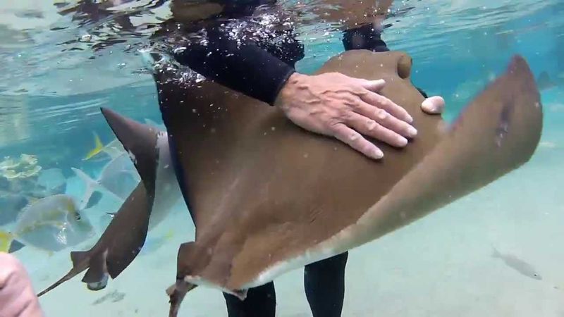 Attempting to Swim with Wild Stingrays