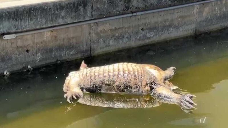 A Headless Alligator Floating Near Cape Coral Homes