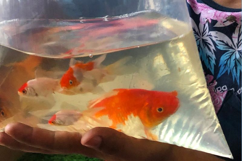 No Goldfish Prizes
