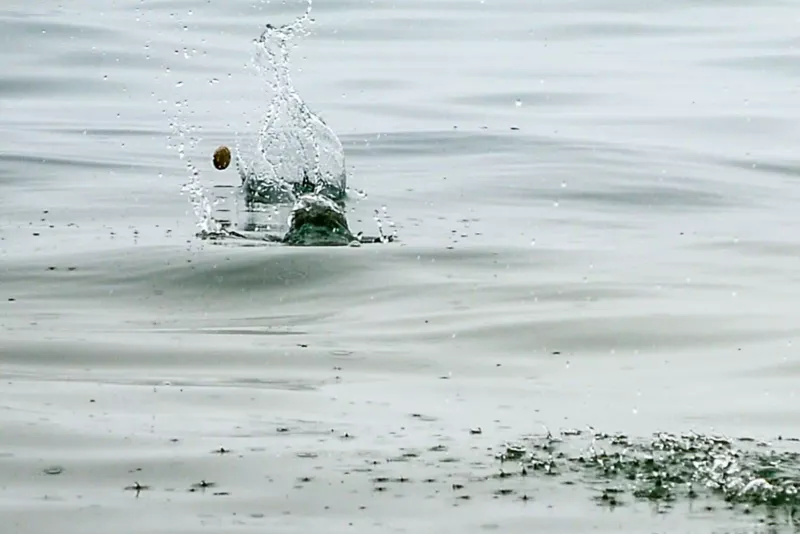 No throwing rocks at fish to catch them