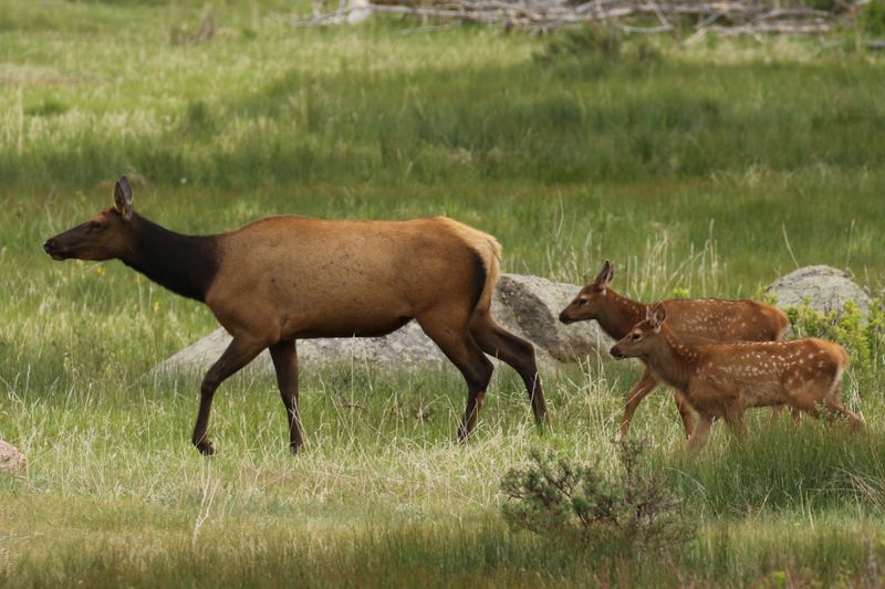 Stopping in the Middle of the Road for Elk Photos