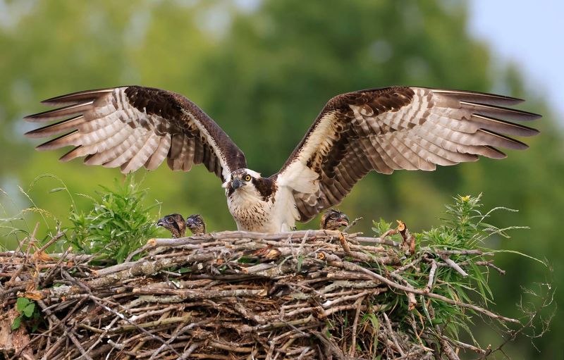 Disturbance of Nesting Birds