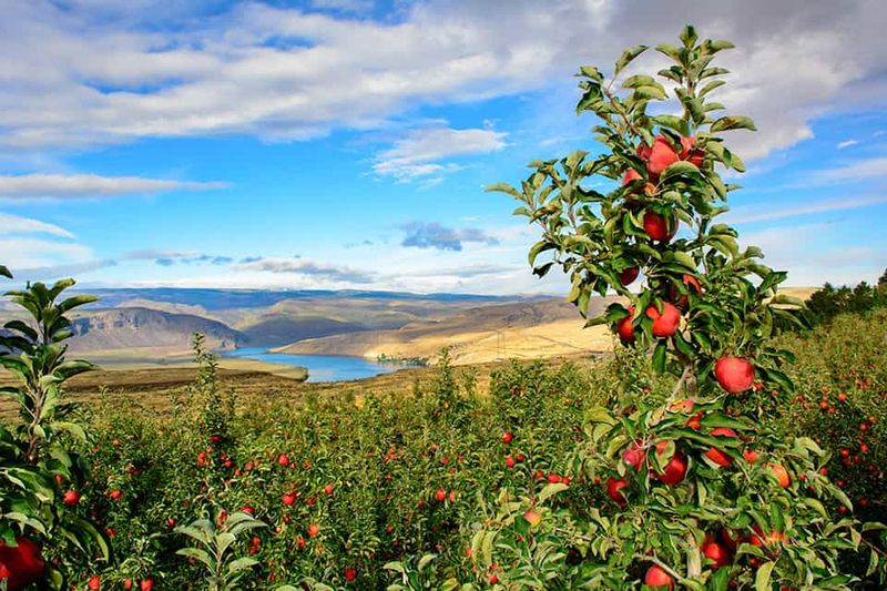 Apples: The State's Signature Fruit