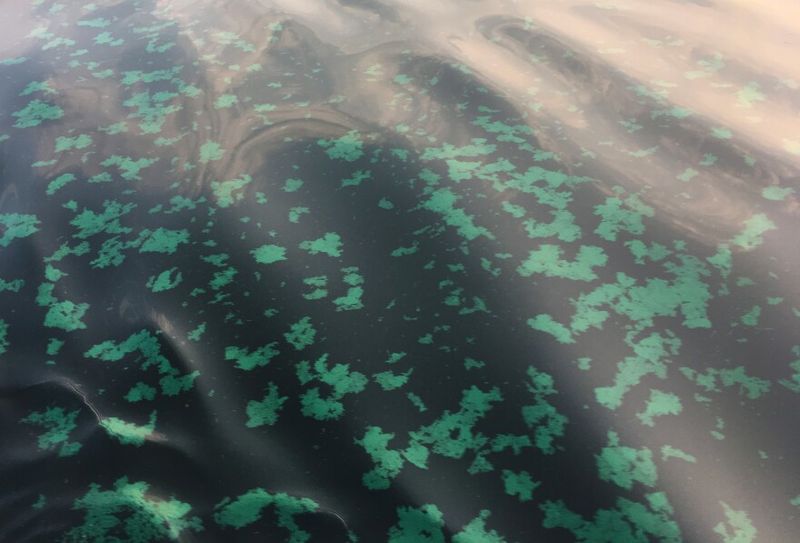 Harmful Algal Blooms and Toxic Bacteria