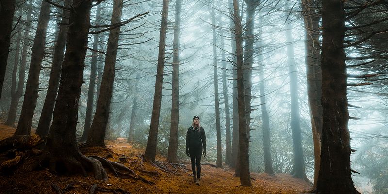 The Whispering Woods