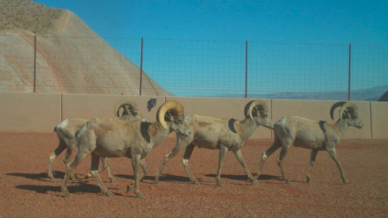 Wildlife Collisions