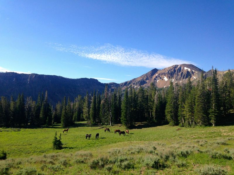 Jarbidge
