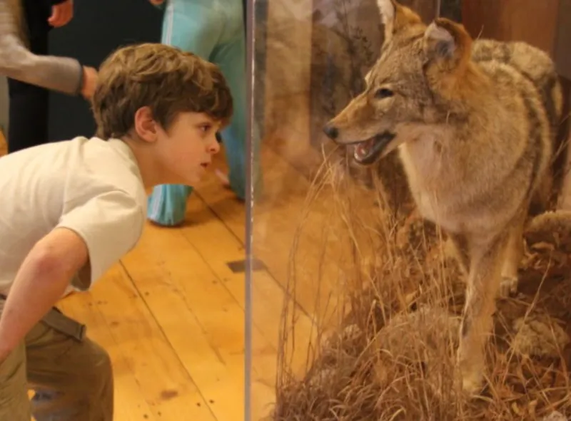 Discover Regional Nature at The Nature Museum