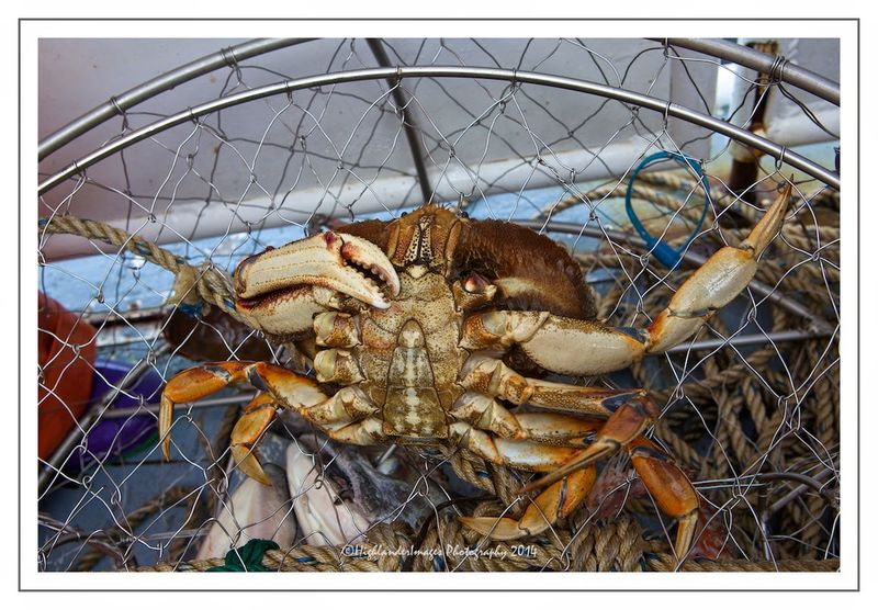 Fun Crab Shell Stacking Competition