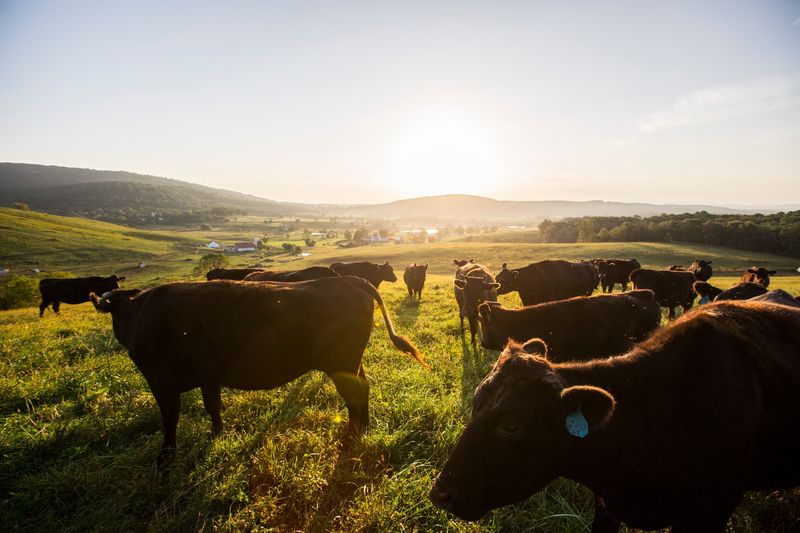 Ovoka Farm: Where Wagyu Meets Virginia's Countryside