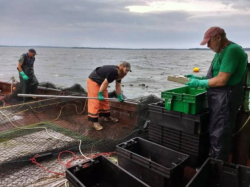 Support For Local Sustainable Catch