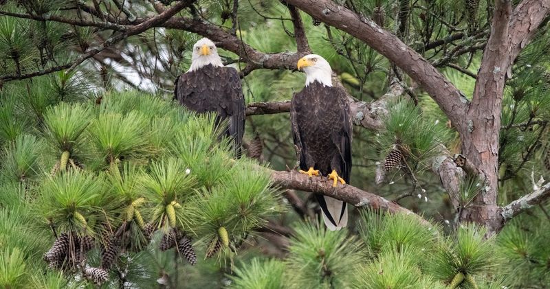Witness the Majestic Bald Eagles