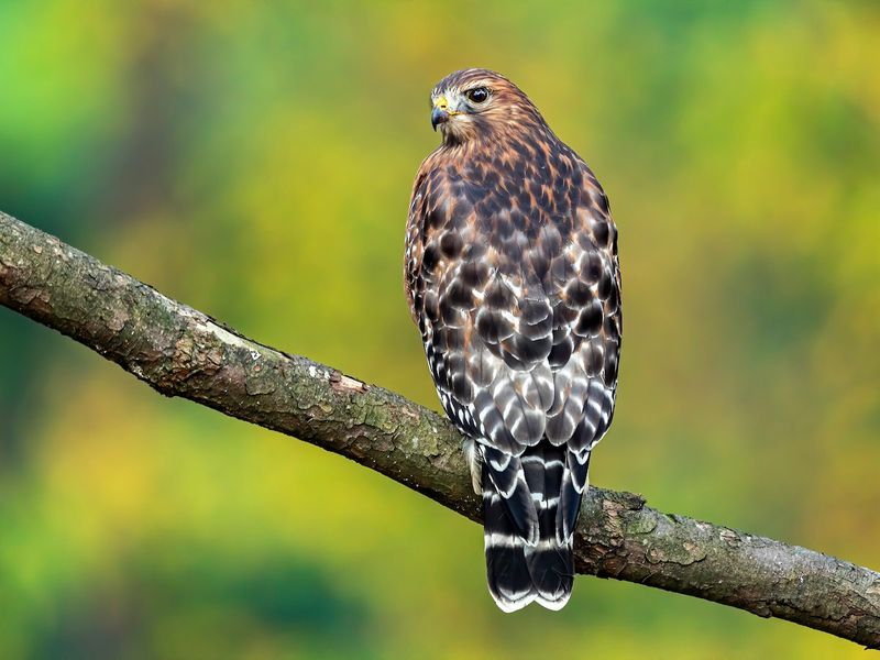 The Wildlife That Calls It Home Today