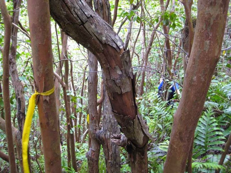 Lack of Trail Maintenance and Markers