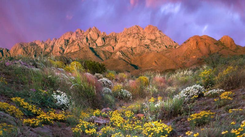 Picking Roadside Wildflowers on State Highways
