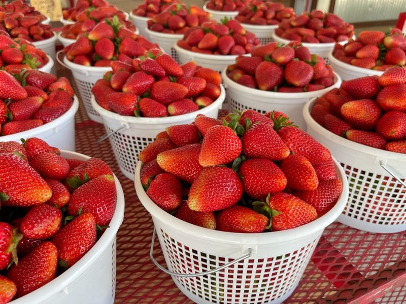 U-Pick Strawberry Fields For Hands-On Fun