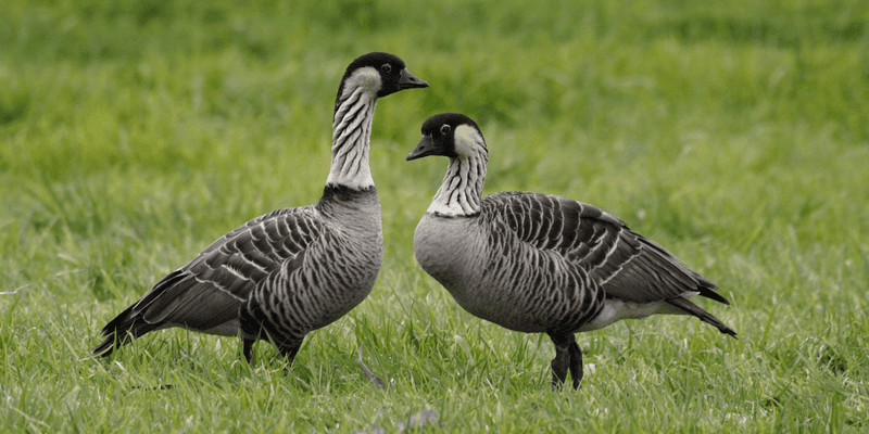 No Feeding Birds in Public Parks