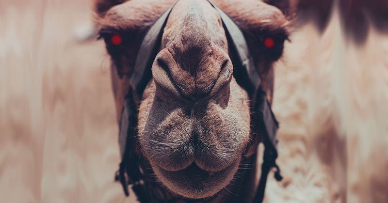 Hunting Camels is Technically Illegal